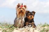 YORKSHIRE TERRIER